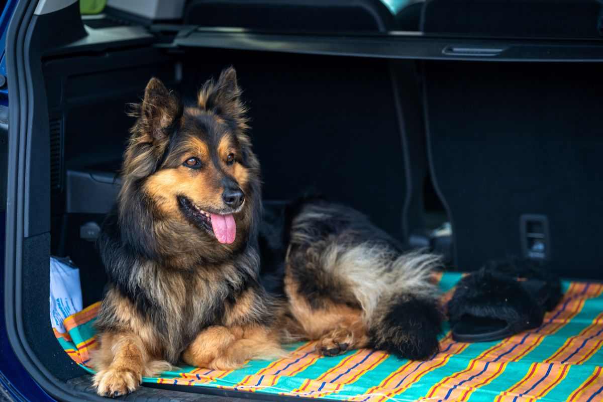 Cane tenuto nel bagagliaio dell'auto