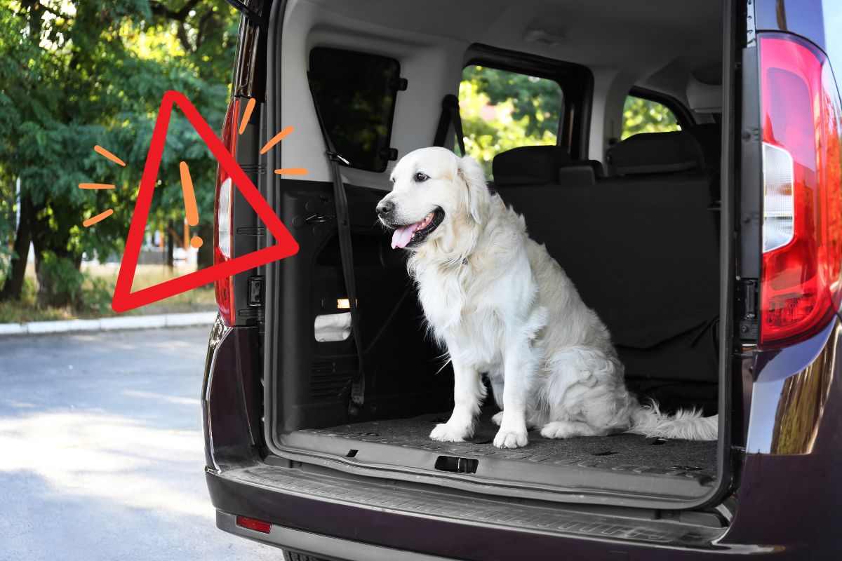 Un cane messo nel bagagliaio