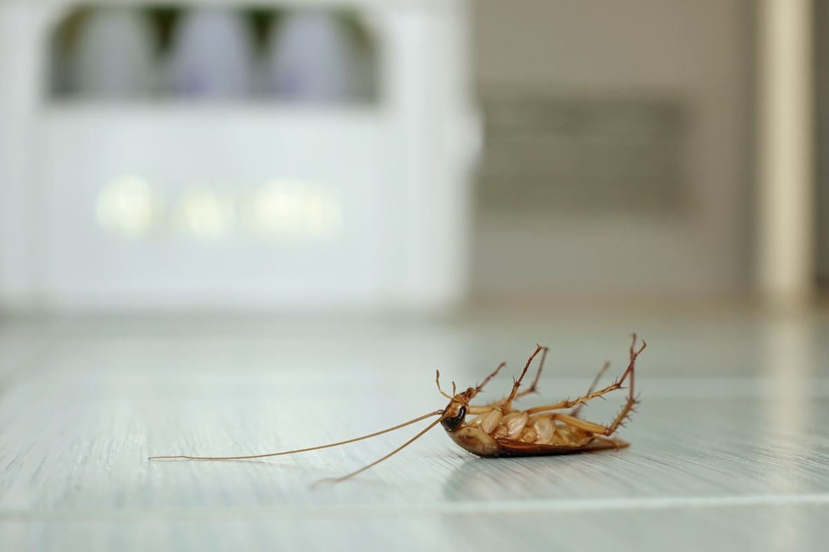 Blatta morta in casa