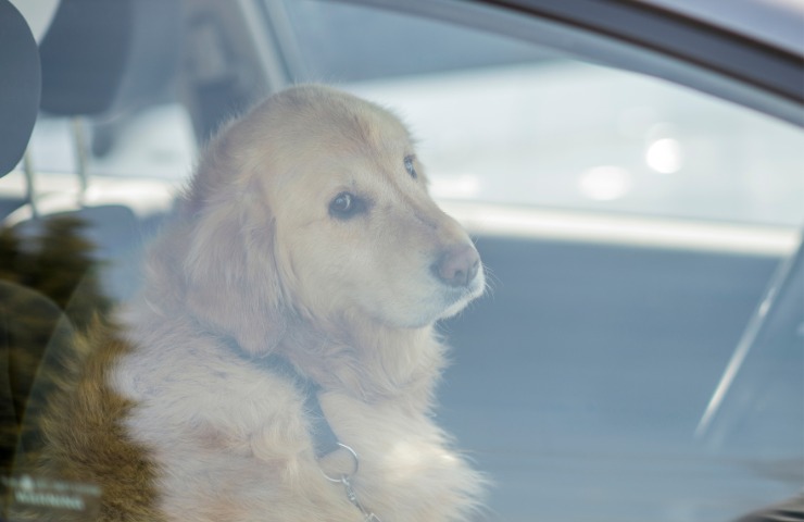 Un cane in auto