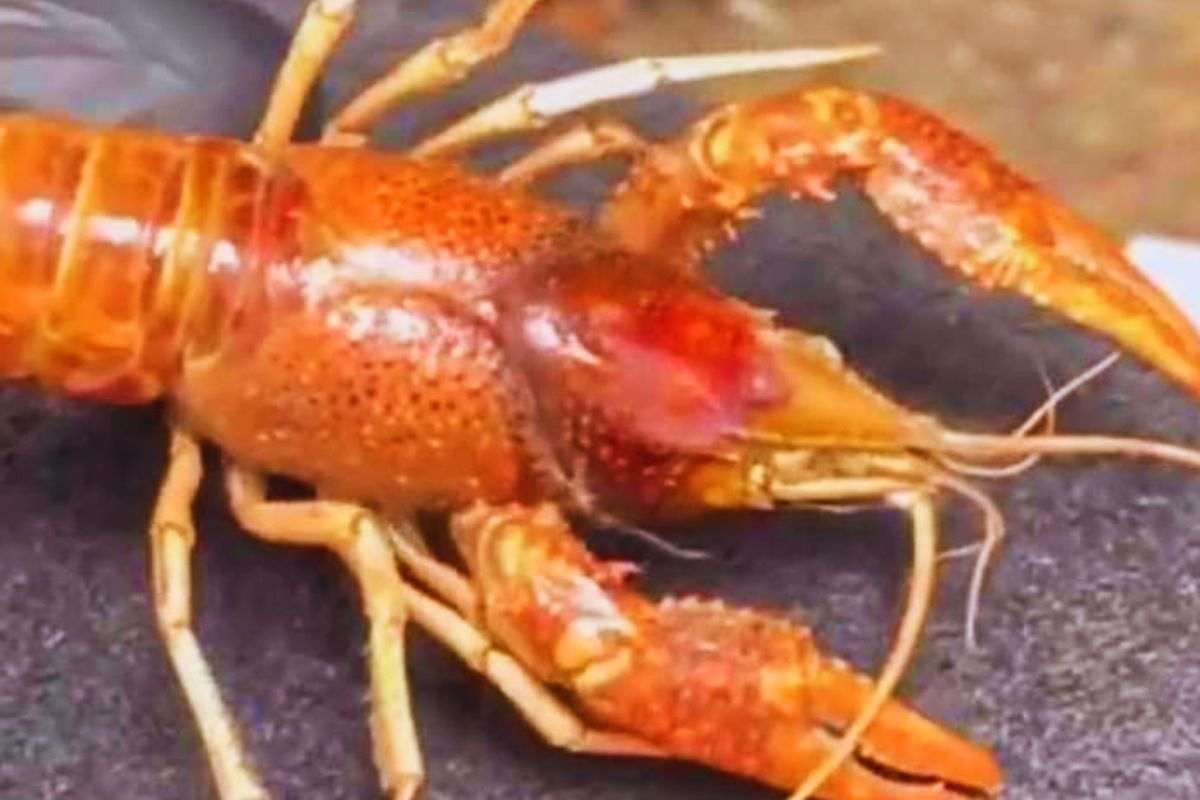 Il gambero ritrovato in auto